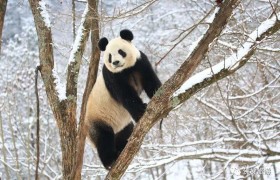 生活着130余只大熊猫的宝藏小城果然不一般！
