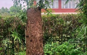 广西男子砍自家树木被罚1.5万，判刑2年6个月