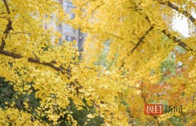 百步亭游园：片片黄叶舞冬风