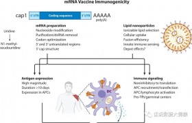 无所不能的mRNA疫苗，一针能预防所有已知流感病毒