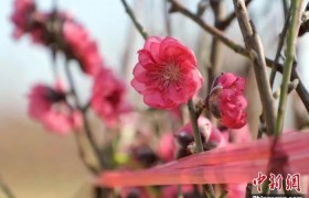 广州白云石马千亩“桃花之王”惹众爱 今年上市桃花约16万棵