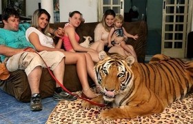为什么迪拜人养的老虎不咬人？