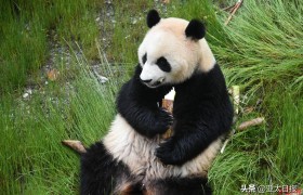 养不起了！芬兰动物园含泪归还大熊猫
