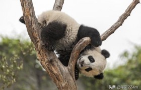 芬兰以无钱供养大熊猫为理由要将其送回曾向乌提供6亿美元援助