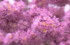 广东广州：紫花风铃花开正盛 浪漫花海游人如织