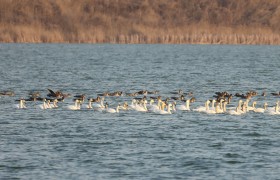 河北衡水湖：50只小天鹅拉开今春鸟类迁徙序幕