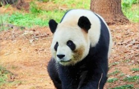 走路神似《狂飙》高启盛！云南的这只大熊猫性格豪放，吃竹子就像撸串