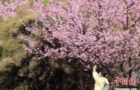 花期预报显示：今年武大樱花初花期偏早