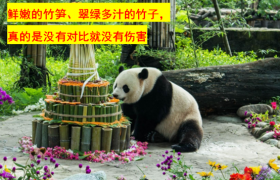 大熊猫美香一家：80多岁还被迫产子，24次电击人工受孕