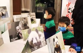 “熊猫友好交流之夜”活动在东京举行