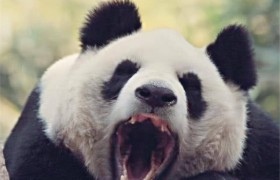 河北唐山一游客私自翻进园内逗大熊猫，动物园回应称「该男子已被警方带走」，该游客会受到怎样的处罚？