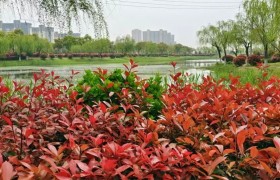 美丽吉安：春天的红叶石楠鲜艳夺目