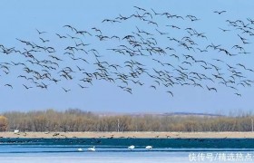 突泉县：明星湖迎来上万只候鸟