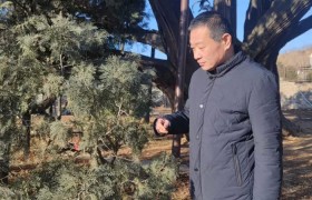 为一棵树，挪一条路——北京守护三千五百年绿色“活化石”
