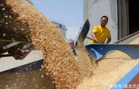 猝不及防！小麦价格“暴雷”，价格直逼1.38元，官方出手“救市”