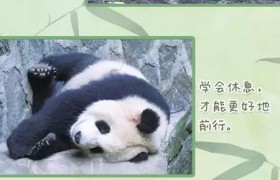 大熊猫的人生哲学2