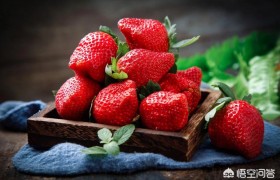 怀孕能吃草莓吗？