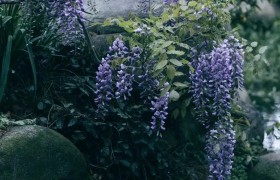 杨浦的紫藤花开了，现在去刚刚好！