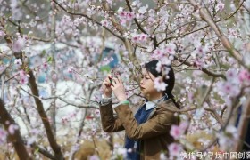 平谷万亩桃花下周进入最佳观赏期 发布4条精品赏花线路