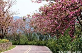 云阳：环湖绿道樱花盛开 市民赏春光