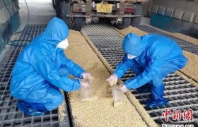 江西赣州：饲料企业订单忙 巴西玉米需求旺