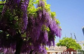 紫藤园，浪漫的一抹紫