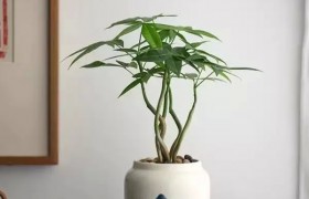 植物 篇十八：保持心态平静的秘诀：在家中种植一棵发财树