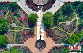 杭州“一展七花园”亮相 350万株月季启“全城赏花”模式