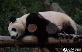 “五一”期间成都熊猫主题游火爆 游客赏“花”热情只增不减
