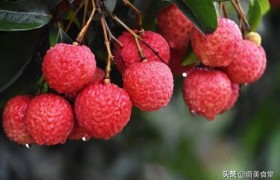 湿气重能吃什么水果？