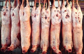 甘肃、新疆和宁夏哪个地方的羊肉最好吃？