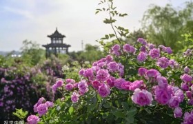 青州：初夏时节 森林公园蔷薇花绽放
