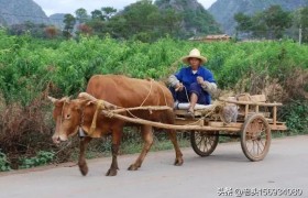 中国农业现在存在的最大问题是什么？