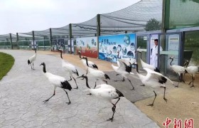 江苏盐城珍禽保护区：仙鹤蹁跹“湿”意浓