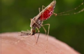 警惕！缅北两个小镇已经爆发疟疾疫情，不少人没药吃只能硬扛