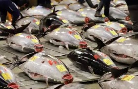 日本2022年渔业捕捞量创历史新低 原因曝光