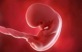 怀孕多久胎儿发育成型？