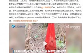 贵阳黔灵山公园猕猴被装袋挂树上，相关部门：会加强巡逻