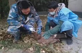 河南焦作成功救助国家一级保护动物草原雕播报文章