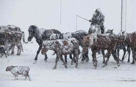 200万牛羊死去！雪灾损失的蒙古国，会不会成为我国北方大危机？